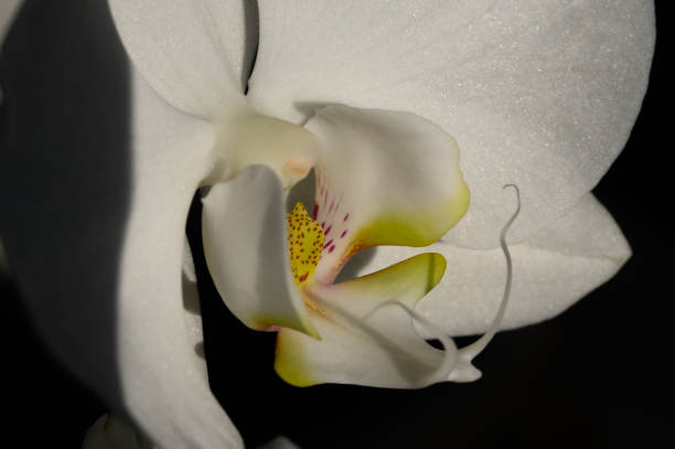 Close-up of a delicate white orchid with soft, blurred background, highlighting the intricate petals and subtle yellow accents