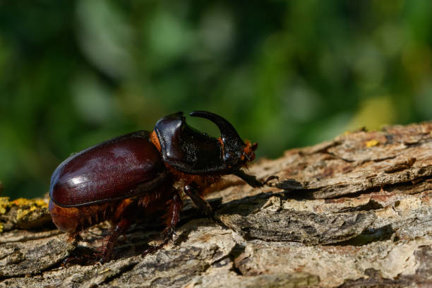 istock Dynastinae or rhinoceros beetles on tree 1385907470