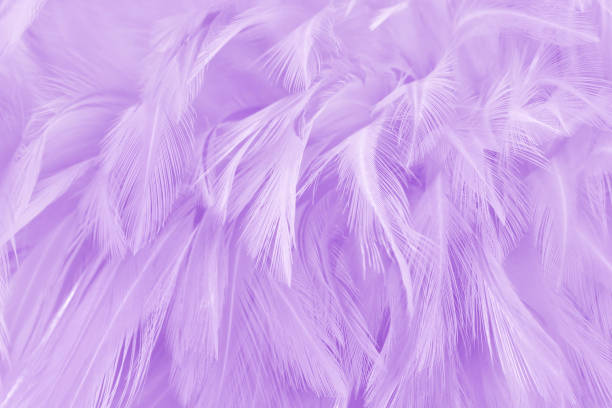 istock Purple pastel color bird feather pattern texture for background and design. 1385907480