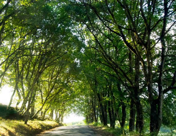 Straight country road and green forest in  Summertime forming a tunnel. Environmental issues, landscape, scenics, nature. Galicia, Spain.