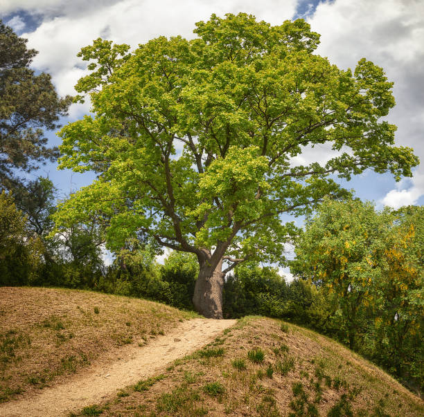 istock A hillock with green grass and a path leading to a mighty branched tree on a cloudy summer day. 1385910378