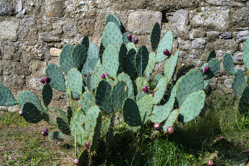 close-up of fig tree laden with prickly pears, a wild fruit found in the countryside