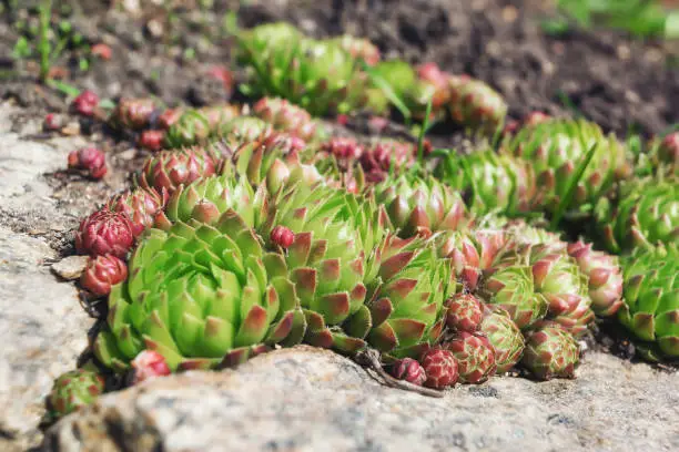 Succulent plants growing in rocks in early spring on a sunny day. Close-up. Saxifrage - rose-shaped cacti with many red-green petals. Garden flower bed in April after the snow melts.
