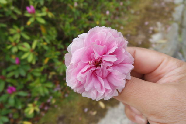 istock Yaezakura or late bloom cherry blossom 1385911197