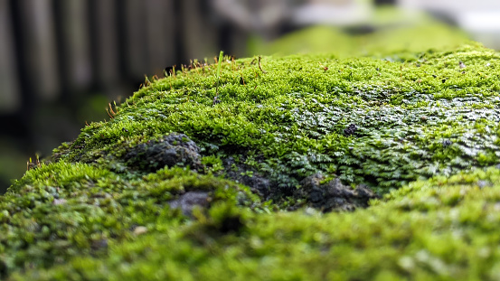 Beautiful green moss on the floor, moss closeup, macro. Beautiful moss background for wallpaper.