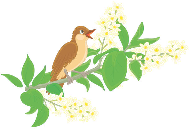 illustrazioni stock, clip art, cartoni animati e icone di tendenza di usignolo che canta su un ramo con fiori - bird warbler birdsong singing