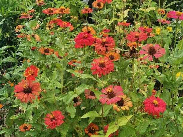 istock Red Zinnia angustifolia flower field 1385916819