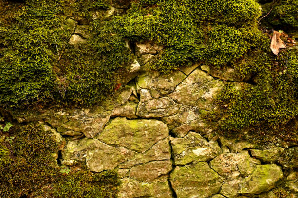 istock Remains of a medieval castle in Germany 1385917008