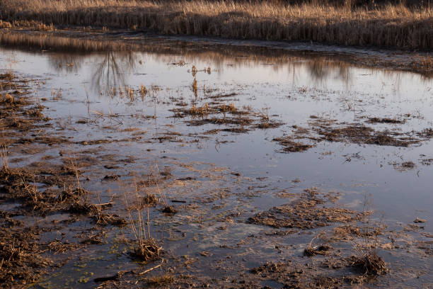 istock View of swamp. Polluted river. 1385917096