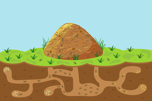 Anthill with holes and passages, sectional view underground. Vector cartoon of hill with termites outside and inside.