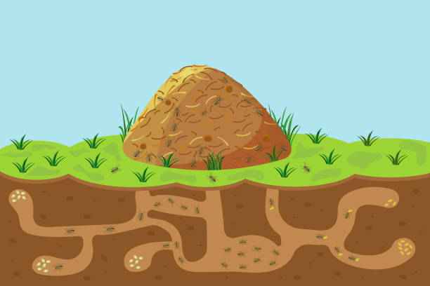 Anthill with holes and passages, sectional view underground. Vector cartoon of hill with termites outside and inside. Anthill with holes and passages, sectional view underground. Vector cartoon of hill with termites outside and inside. Concept of joint organized work. Ant house. anthill stock illustrations