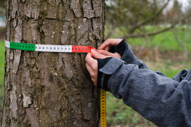 istock Ranger measures tree circumference with a tape, inspection by a forester in the spring, wood industry, environmental conversation 1385919394
