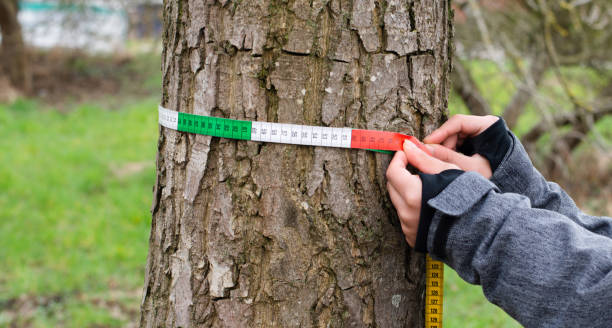 istock Ranger measures tree circumference with a tape, inspection by a forester in the spring, wood industry, environmental conversation 1385919411