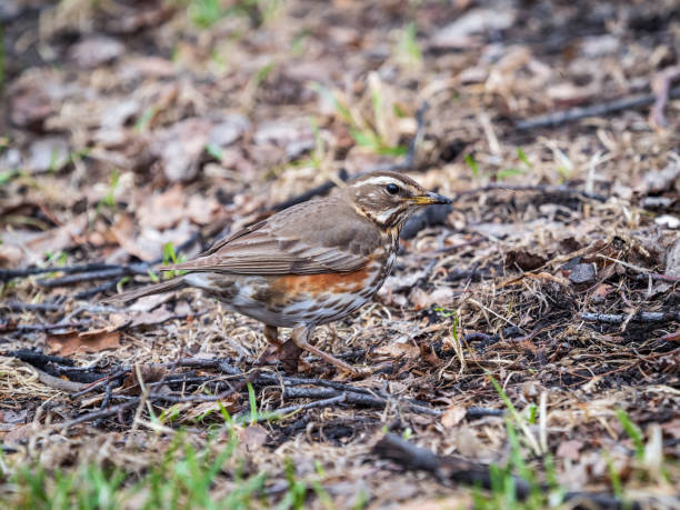 istock Wood bird Redwing, Turdus iliacus, on a sprng lawn. 1385920687