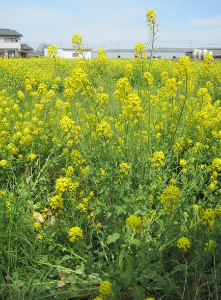 istock rape blossoms growing out of Chinese cabbage 1385923812