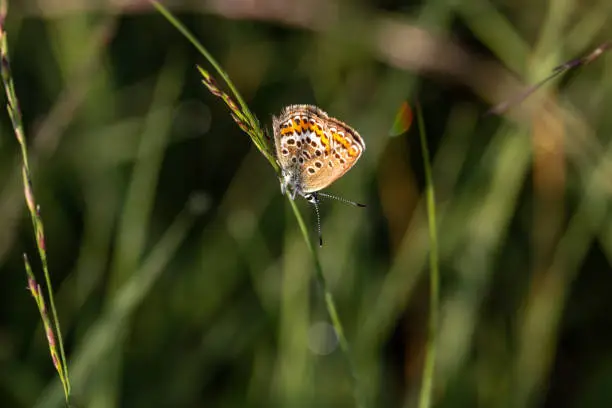 Hauhechel's Blue with closed wings