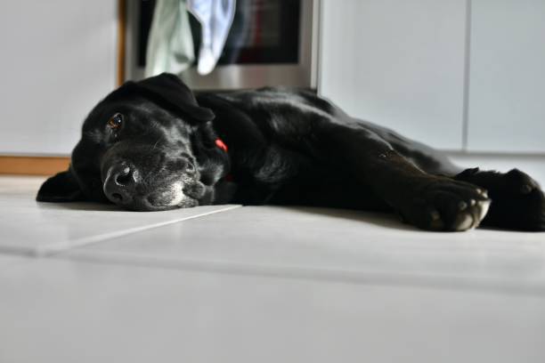 istock So cute black labrador dog 1385924169
