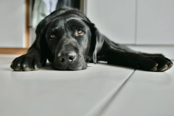 istock So cute black labrador dog looking away 1385924179