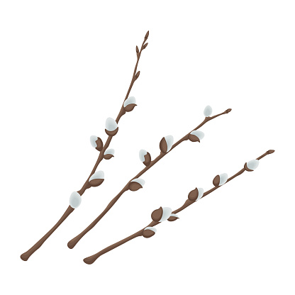 Willow. Three willow branches. Spring illustration depicting willow branches. Vector illustration isolated on a white background.