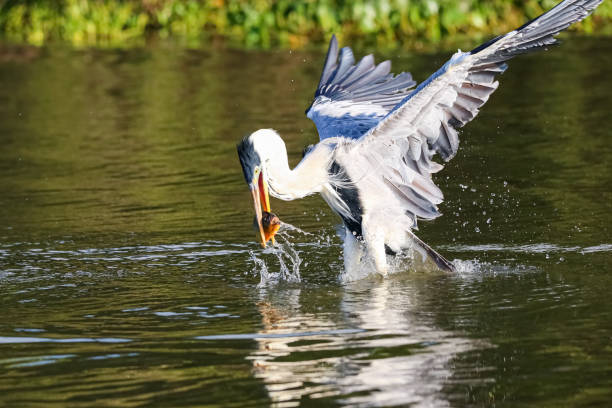 istock Cocoi heron (Ardea cocoi) catching a Pirhana in sunlight with reflections 1385925147