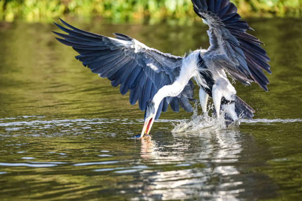 istock Cocoi heron (Ardea cocoi) catching a Pirhana, beak in water 1385925148