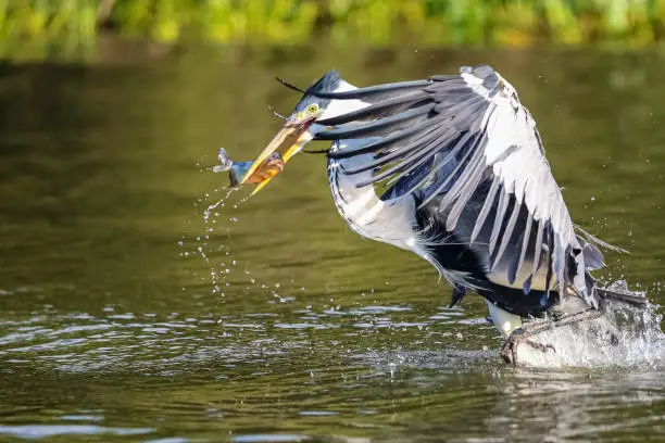 Photo of Cocoi heron (Ardea cocoi) in flight over river surface with Pirhana in beak