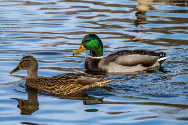 The mallard, Anas platyrhynchos is a dabbling duck. Here swimming in a lake