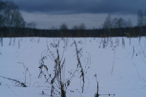 Gloomy photography of the nature within winter in Russia. Bare trees during overcast sunset. The texture of white snow in the field and meadow. Concepts of Russian extreme tourism.