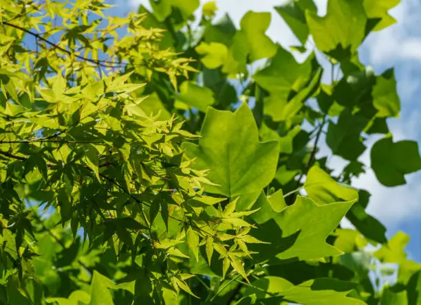 Green leaves of the Japanese maple Acer Palmatum on blurred leaves of Tulip tree (Liriodendron tulipifera), called Tuliptree, American or Tulip Poplar on background. Close-up. Selective focus.