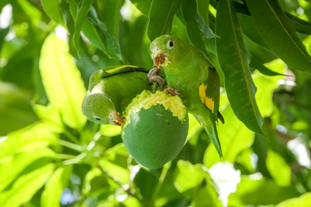 Yellow-chevroned parakeet (Brotogeris chiriri) in a mango tree in Pantanal Wetlands Parakeet perched on mango fruit and is eating the yellow pulp green parakeet stock pictures, royalty-free photos & images