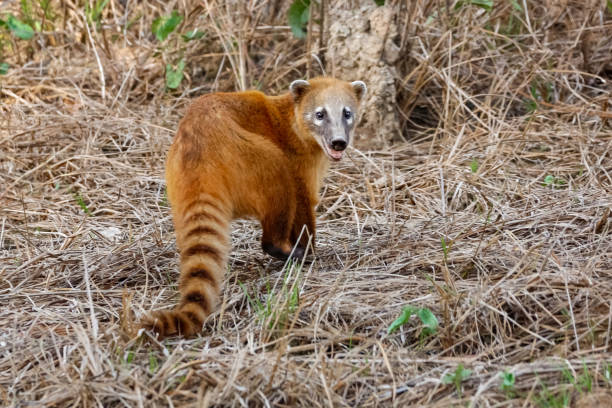 śliczne coati z tyłu na suchej brązowej trawie, pantanal wetlands - coati zdjęcia i obrazy z banku zdjęć