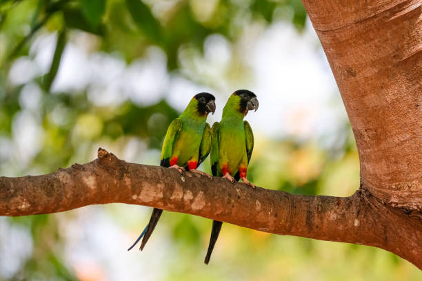 istock Two Nanday or black-hooded-parakeet (Aratinga nenday) perching on a tree branch in Pantanal Wetlandspar 1385927073