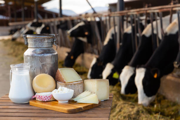 istock Image of dairy products on the farm 1385928492
