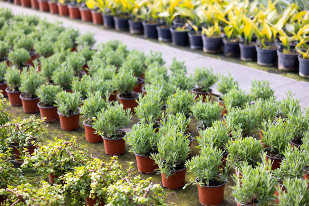 istock View of decorative juniper growing in pots 1385929251