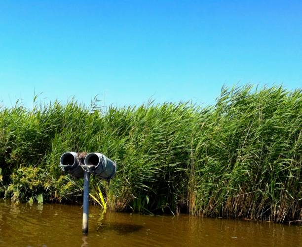 istock Holland seen from the water 1385929699