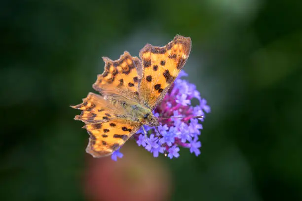 Comma butterfly - Polygonia c-album - sucks nectar with its trunk from the blossom of the purpletop vervain - Verbena bonariensis