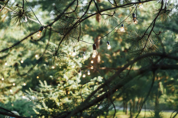 istock Decorative outdoor string lights hanging on tree in the garden at night time 1385929808