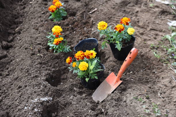 istock Planting marigold flowers. 1385930423