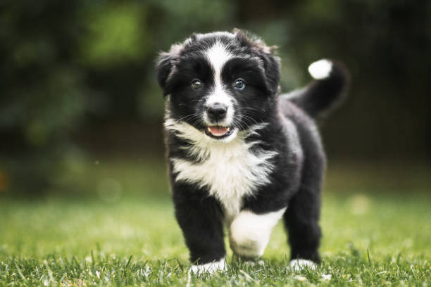 puppy - australian shepherd imagens e fotografias de stock