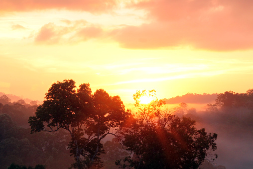 Borneo, Malaysia Jungle Treetops