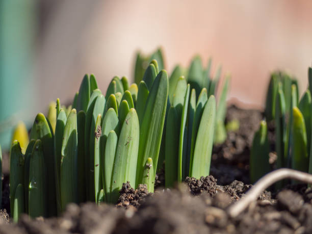 istock Sprouted spring flowers daffodils in early spring garden - selective focus, copy space. Young green flower shoots, the first spring planting, garden work. Green shoots on black ground, flower beds 1385933761