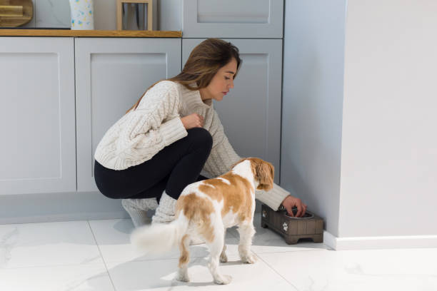 Young woman feeds her dog at home stock photo