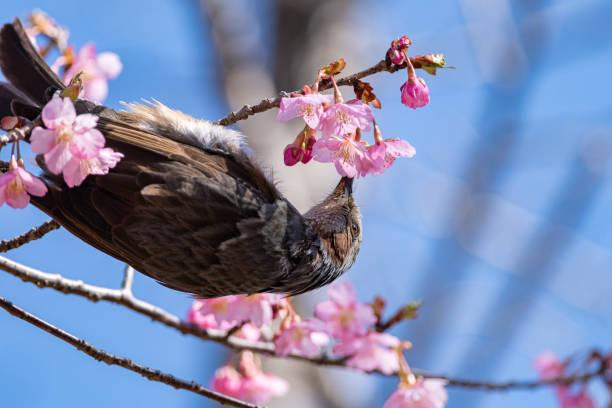 istock flowers and Wild Birds 1385934494