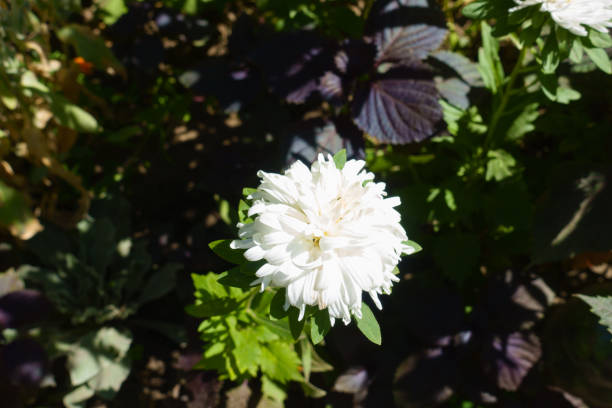One white flower of China aster in August