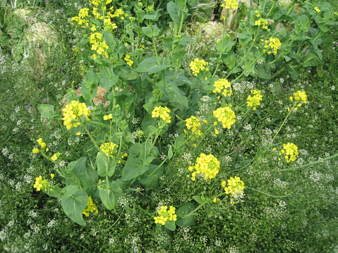 rape blossoms growing out of Chinese cabbage