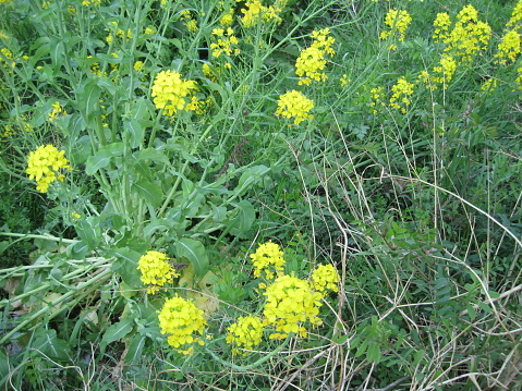 rape blossoms growing out of Chinese cabbage