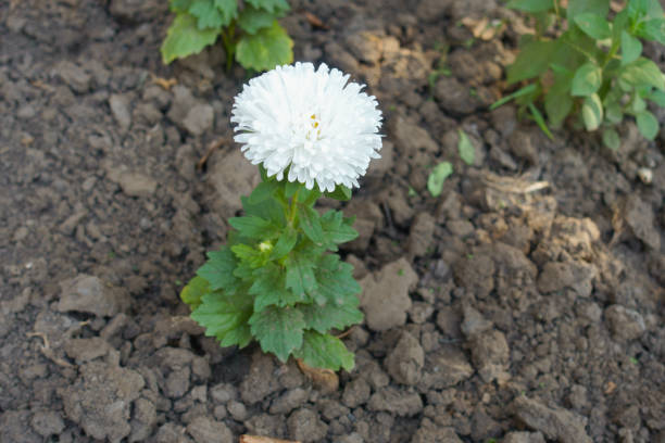 1 white flower of China aster in mid September