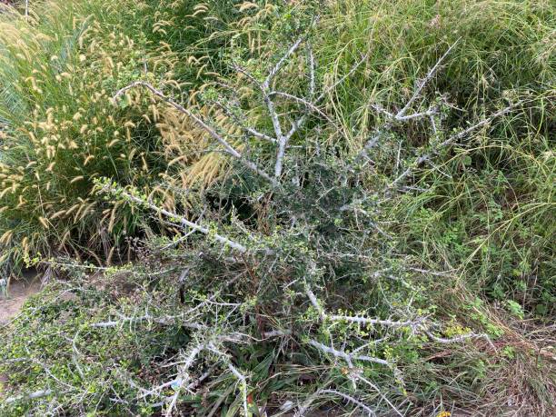 istock Cactus plants with green grass background 1385934898