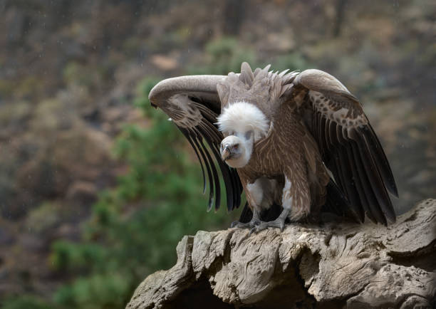 istock Handsome Griffon Vulture perched on an old dry tree on a rock in the mountains, preparing to take off 1385935742