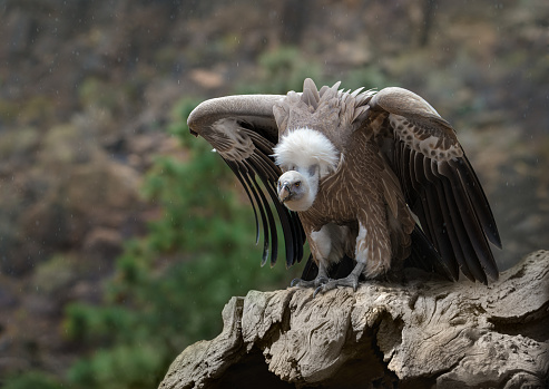 Handsome Griffon Vulture perched on an old dry tree on a rock in the mountains, preparing to take off